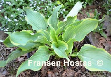 Hosta Sultans of Swing
