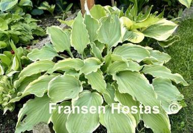 Hosta Sultans of Swing