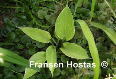 Hosta Sum Cup-o-Joe