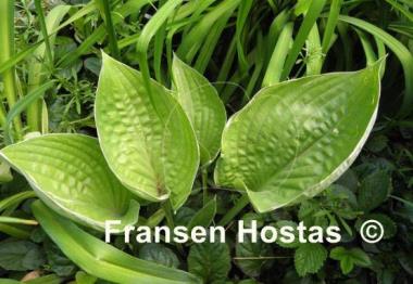 Hosta Sum Cup-o-Joe