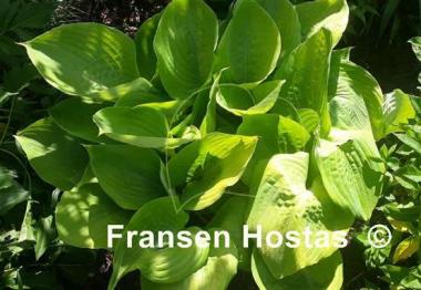 Hosta Sum and Substance