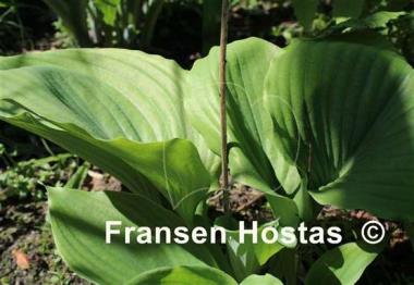 Hosta Sum and Substance