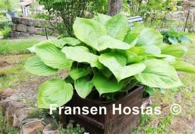 Hosta Sum and Substance