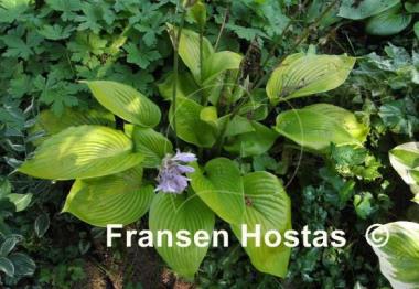 Hosta Sum and Subtle