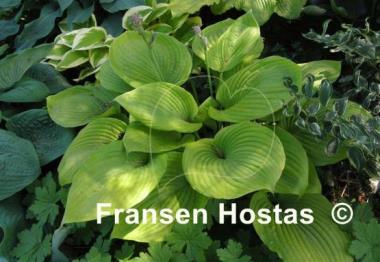 Hosta Sum and Subtle