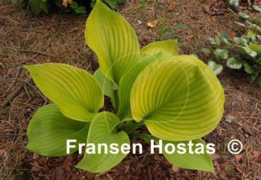 Hosta Sum and Subtle