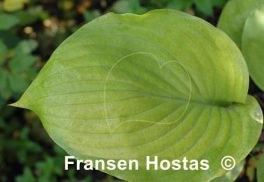 Hosta Sum and Subtle