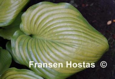 Hosta Sum and Subtle