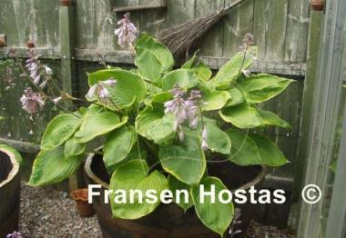 Hosta Sum it Up