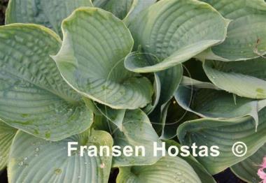 Hosta Sum it Up