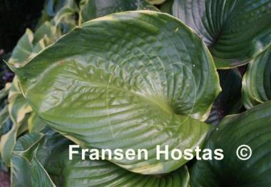 Hosta Sum it Up