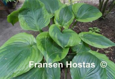 Hosta Sum of All