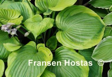 Hosta Sum of All
