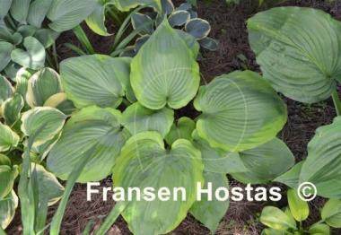 Hosta Sum of All