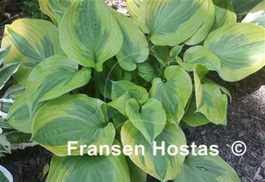 Hosta Summer Breeze