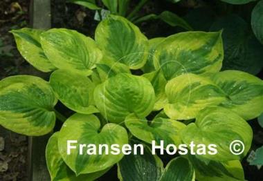 Hosta Summer Breeze