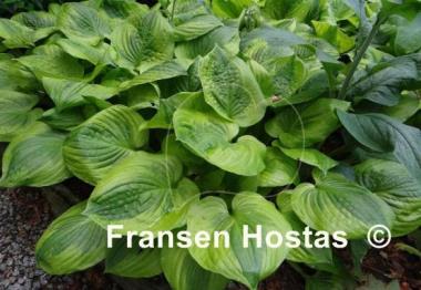 Hosta Summer Breeze