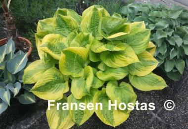 Hosta Summer Breeze