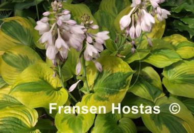 Hosta Summer Breeze