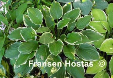Hosta Summer Fragrance