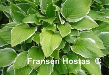 Hosta Summer Fragrance