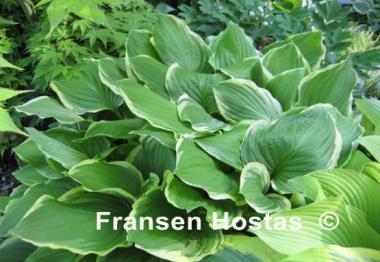 Hosta Summer Fragrance