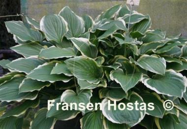 Hosta Summer Fragrance