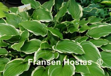 Hosta Summer Fragrance