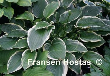 Hosta Summer Fragrance