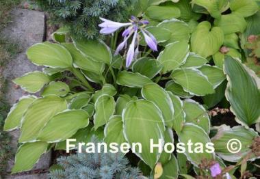 Hosta Summer Fragrance