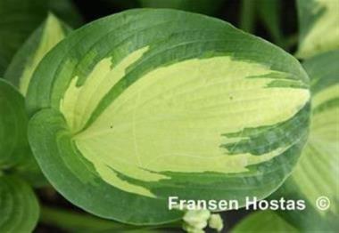 Hosta Summer Joy