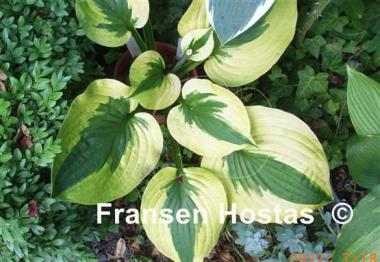 Hosta Summer Lovin'