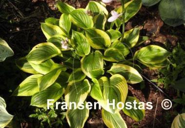 Hosta Summer Lovin'