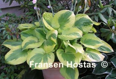Hosta Summer Lovin'