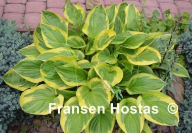 Hosta Summer Lovin'