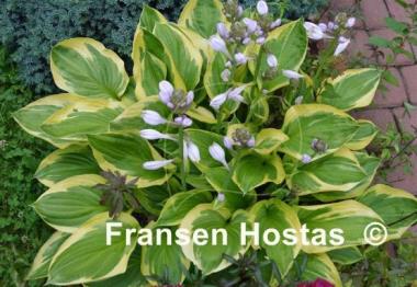 Hosta Summer Lovin'