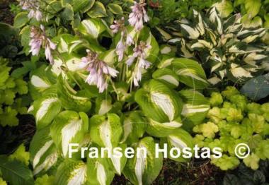 Hosta Summer Music