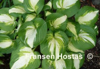 Hosta Summer Music