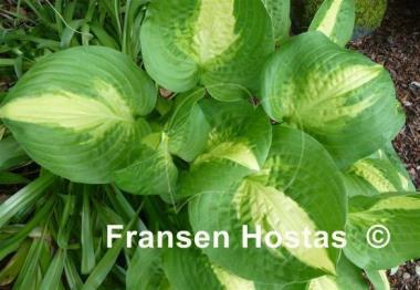 Hosta Summer Music