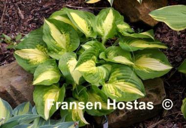 Hosta Summer Music