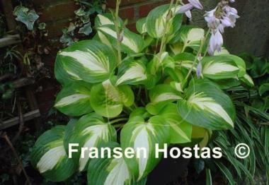 Hosta Summer Music