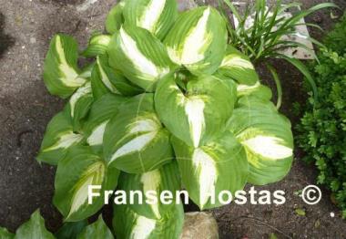 Hosta Summer Music