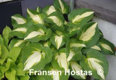 Hosta Summer Music