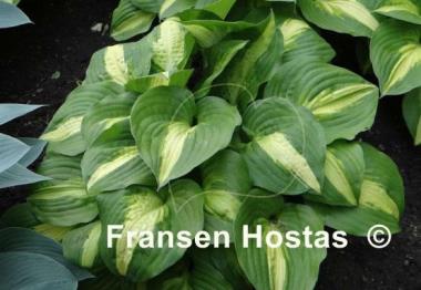 Hosta Summer Music