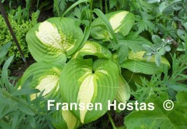 Hosta Summer Music