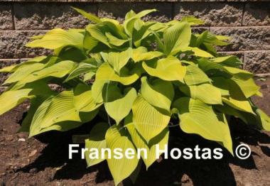 Hosta Summer Olympics