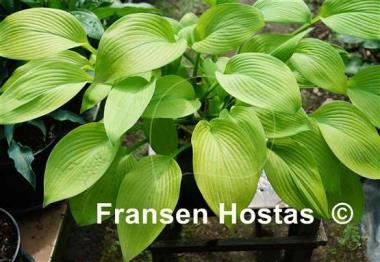 Hosta Summer Olympics