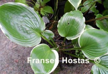 Hosta Summer Rainbow