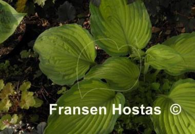 Hosta Summer Serenade