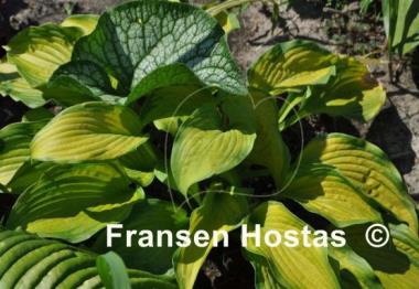Hosta Summer Serenade